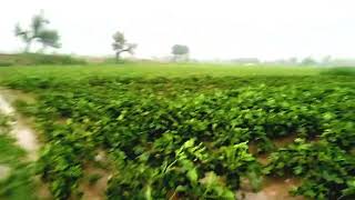 baarish ke aane se A Glimpse into Village Life Amidst Rainfall #VillageScenes #RainyMorning