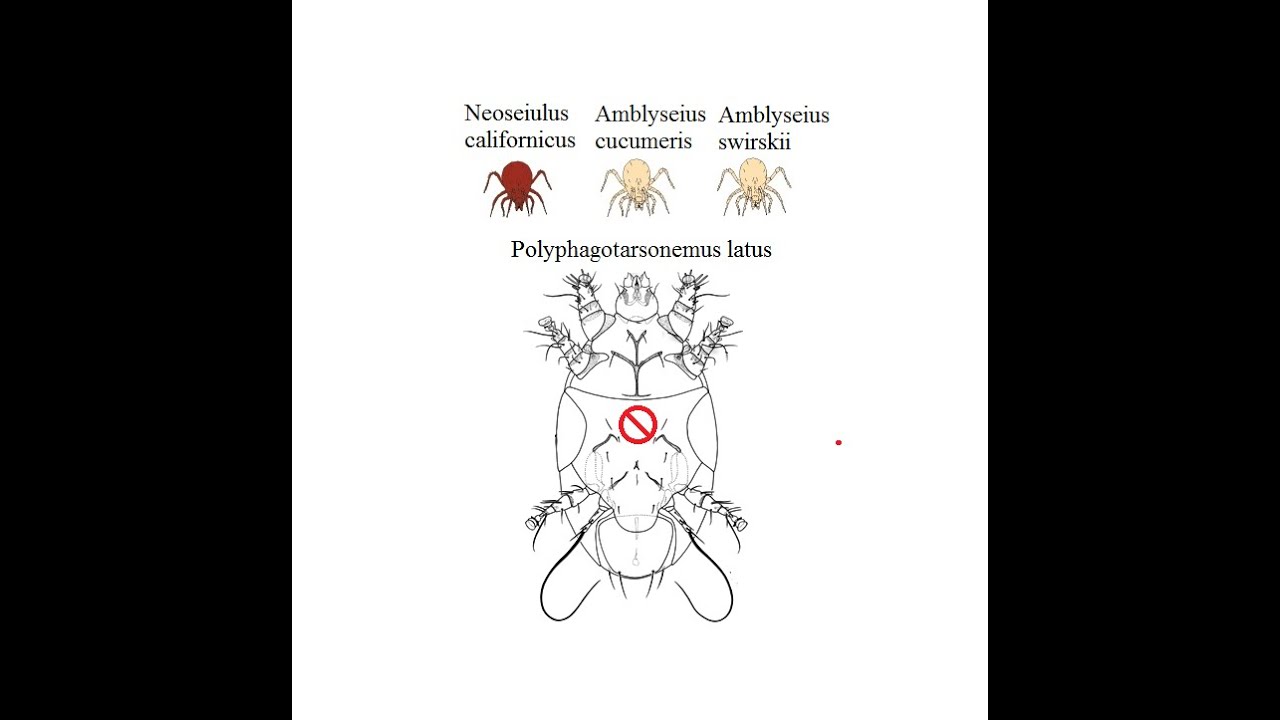 Swirskii, Cucumeris, Californicus: Broad Mite Killers