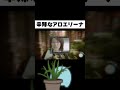 辛辣なアロエリーナの唄 Shorts 辛辣なアロエリーナの唄 Shorts