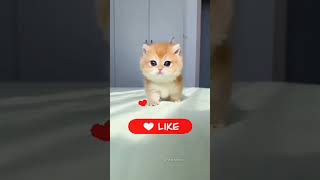 #Funny #video👍👎📷📸📸📷📸📸📸📸📸