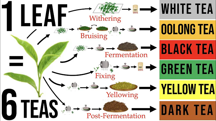 Tea Processing Explained in Full: How Raw Tea Leaves are Transformed into the 6 Major Tea Types - DayDayNews