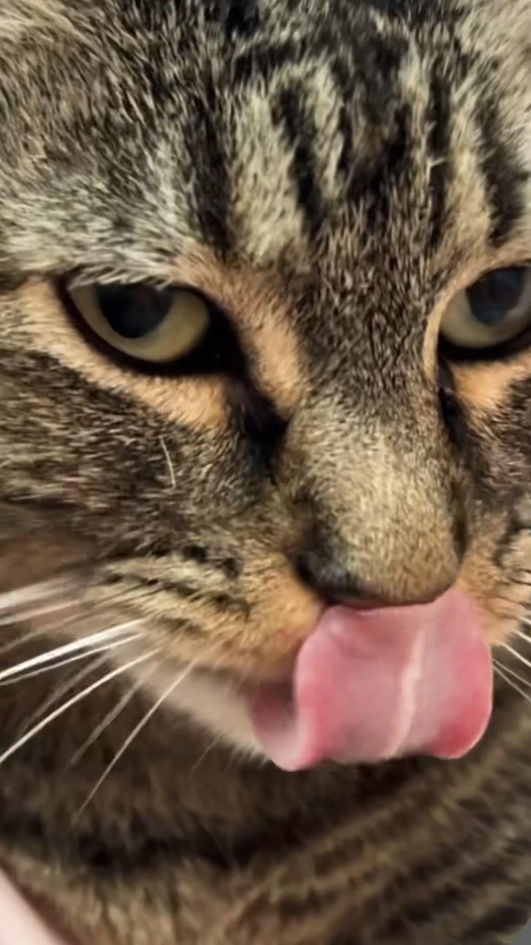 Penny makes life brighter! I love her to pieces! #talkingcat
