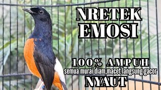 Download Lagu murai batu FIGHTER BONGKAR ISIAN KASAR - ampuh buat PANCINGAM EMOSI murai Macet !! NYAUT Seketika MP3