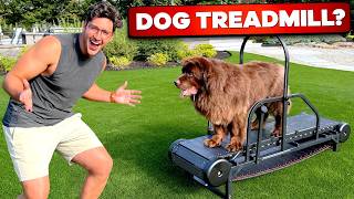 Testing The Weirdest Dog Products On My Dogs