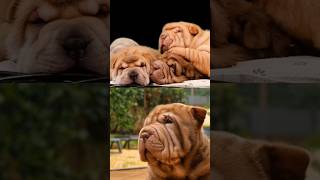 Shar Pei Puppy's Behavior with This Hidden Secret#shorts