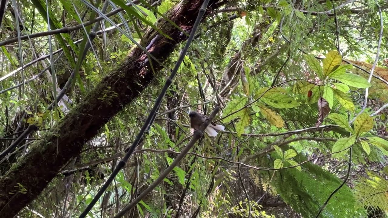 The Fantail or Piwakawaka Bird I, Fox River, Punakaiki West Coast, NZ