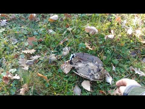 ქათამზე ნადირობა ბრეტონით