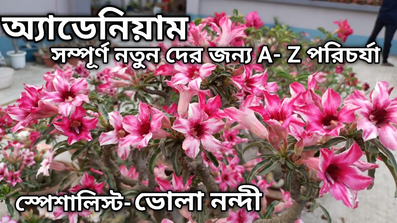 অ্যাডেনিয়াম সম্পূর্ণ পরিচর্যা নতুনদের জন্য । adenium plants care for beginner | ALL ABOUT ADENIUM