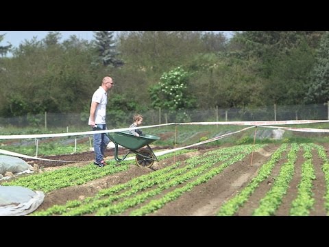 Vidéo: Tulipes : On Cultive à La Campagne