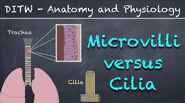 DITW - Microvilli versus Cilia