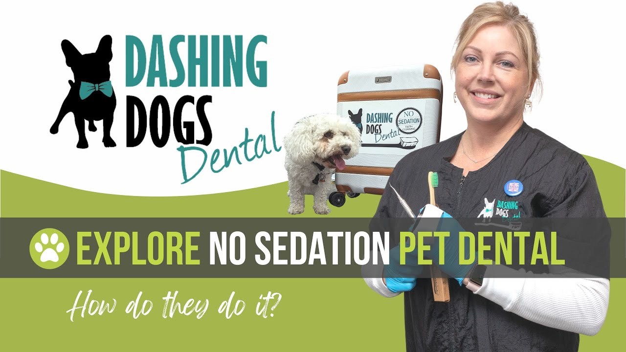 explore-no-sedation-pet-dental-with-dashing-dogs-dental-youtube