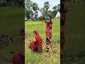 We are harvesting and eating palm fruits #minivlog #vlog #villagelife #shorts #video