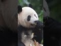 Panda Xiang Xiang Immersed In Delicious Food | iPanda #shorts