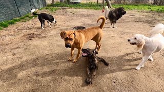 10 Mos Old Boerboel Reacts Aggressively To 3.5 Mos Old Presa Canario by The Dog Messiah 431 views 2 months ago 14 minutes, 19 seconds