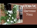 Клематис Уход во время цветения