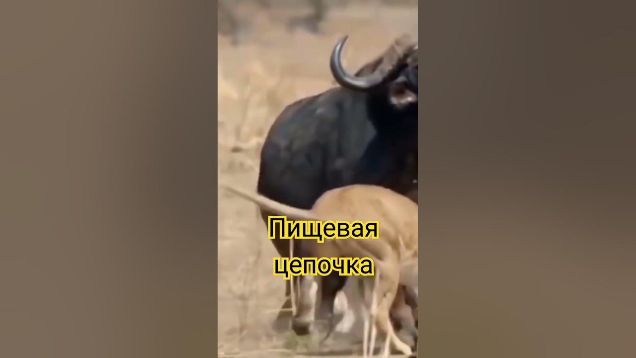 Пищевая цепочка в природе - YouTube