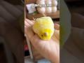 【鳥Part18】インコの形状を留めていないインコ #parrot #鳥 #birds #かわいい