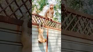 wild monkey🌹🙏🐒🔥🌿🥰 #monkey #funnyclips #betlanationalpark #funny #viral
