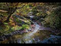 Relaxing spring water sounds to fall asleep instantly  gentle stream healing 10 hours