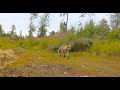 Alaska Trail Cam Video. July 26, 2020
