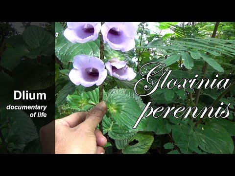Video: Gloxinia Kasvatamine Kodus