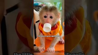 abandoned baby monkey grows up to become a household helper #shortvideo #monkey#pet#shorts#animal