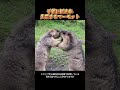 子供に囲まれ失禁するマーモット # 可愛いペット