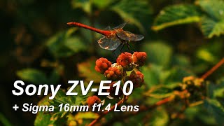 Sony ZV E10 + Sigma 16mm f1.4 Cinematic Video Test 4K