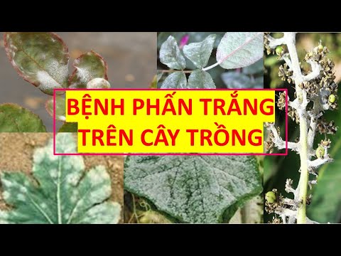 Video: Bệnh nấm mốc trên cây lúa mạch - Trị bệnh phấn trắng trên cây lúa mạch