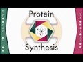 Protein Sythesis