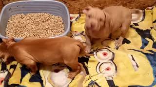 female puppies by Aftershock American bully 46 views 3 years ago 1 minute, 30 seconds