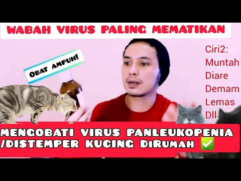 Video: Cara Mengobati Distemper Pada Kucing