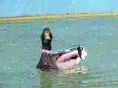 Mallard Duck swimming in the Pool in Spring - Canard Colvert