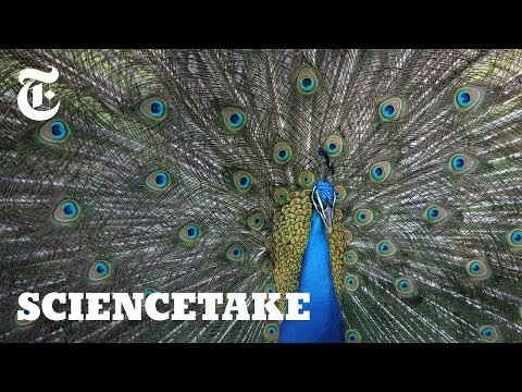 Video: Wat is een spartelende pauw?