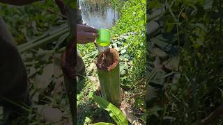 Survival Skills: Getting Water from Banana #lifehack #bushcraft #shortvideo #survival #skills #viral