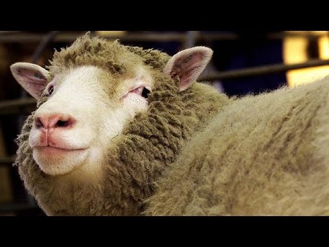 Βίντεο: Πώς γεννιούνται τα κλωνοποιημένα ζώα;