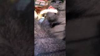 This Gorilla Is Enjoying Bananas, Bell Peppers And Dragon Fruit! #Gorilla #Eating #Asmr #Satisfying