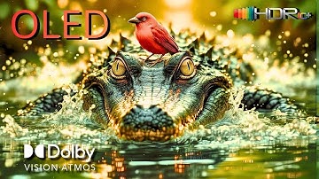 When 8K HDR Becomes Too Real | Dolby Vision Ultra HD Demo 2025