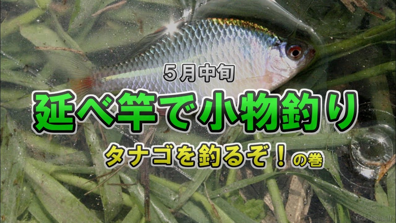 延べ竿で小物釣り タナゴを釣るぞ！の巻 - YouTube