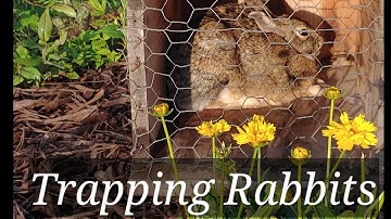 Trapping Rabbits (how-to)