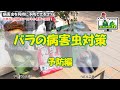 バラの病害虫対策！病害虫を同時に予防できるコツ／ガーデンドクターTV ①