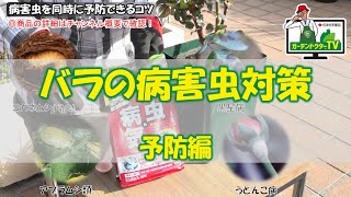 バラの病害虫対策！病害虫を同時に予防できるコツ／ガーデンドクターTV ①