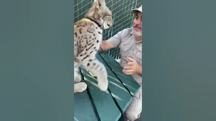 Video 3032131: siberian lynx, siberian cat eating, cat eating big, animals big cat