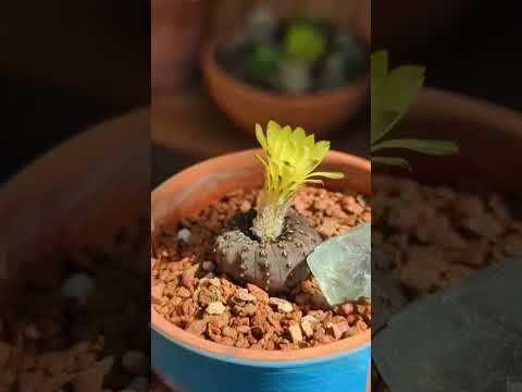 Vídeo: Frailea Cactus Care - Obteniu informació sobre el cultiu de Cactus Frailea