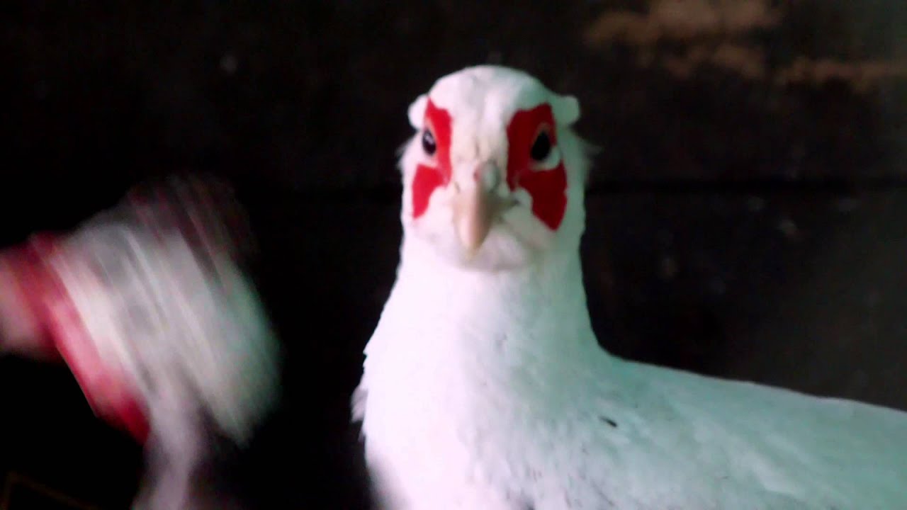 White Pheasant Close up (HD)