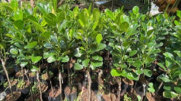 Mít Ruột Đỏ Xơ Vàng Indo cây lỡ rút ngắn thời gian cho trái 