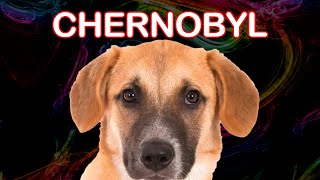 the DOGS of CHERNOBYL by Love For Animals 153 views 1 year ago 7 minutes, 31 seconds