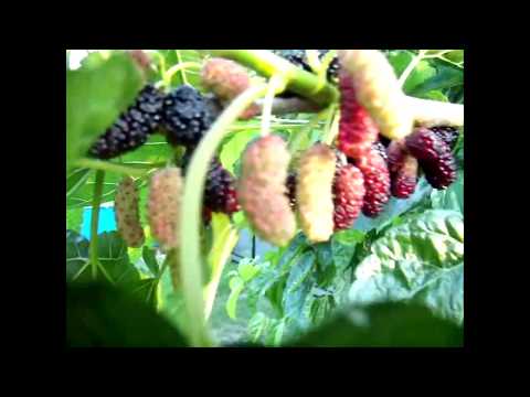 Крупноплодная Шелковица плоды, прививки