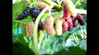 видео: Крупноплодная Шелковица плоды, прививки картинка: Крупноплодная Шелковица плоды, прививки