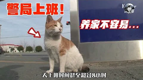 母猫为了孩子能“活着”，在警局生了窝娃，结果都被收编了 - 天天要闻